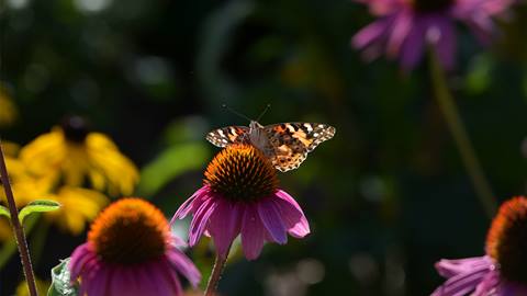 butterfly