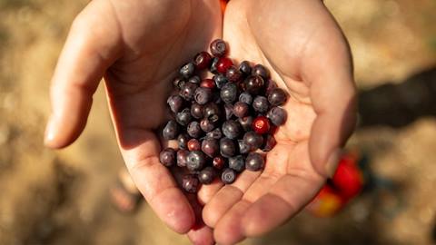 huckleberries in hands