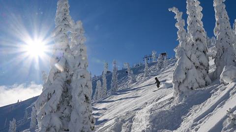 schweitzer mountain guide leads the way through fresh powder and snow-covered trees