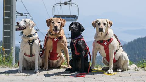 schweitzer avalanche dogs in the summer