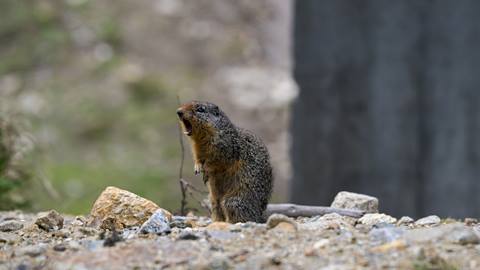 squirrel with its mouth open