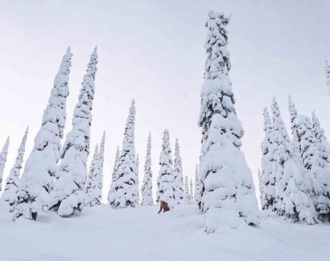 snowghost trees