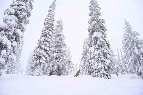 skier in trees