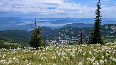 bear grass and view of lake pend oreille