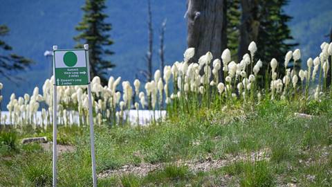 Beargrass flowers blooming on the summit trails at Schweitzer in the summer