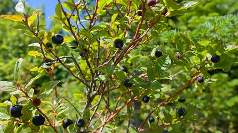 Huckleberries ripening on a bush under the summer sun at Schweitzer, a scenic berry picking destination in North Idaho