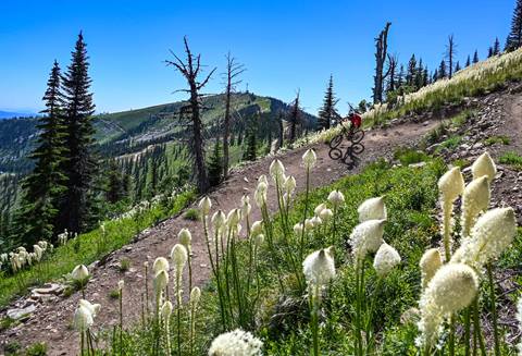 mountain biker on trail with bear grass around