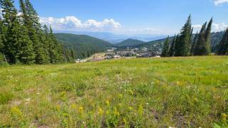 wildflowers  at schweitzer