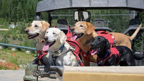 avy dogs in the summer in the back of a side by side
