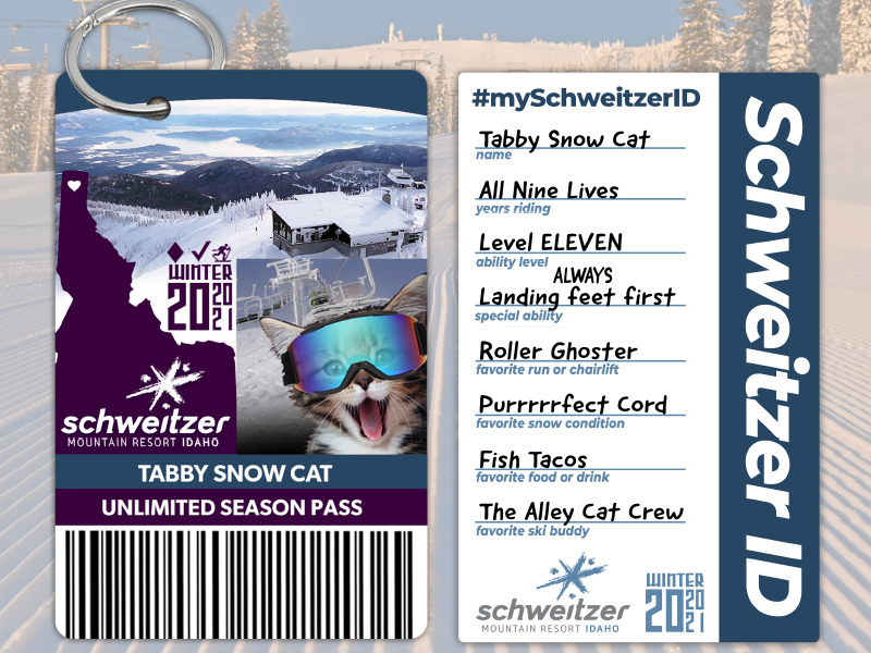 Schweitzer Tabby Snow Cat filled out a My Schweitzer ID card